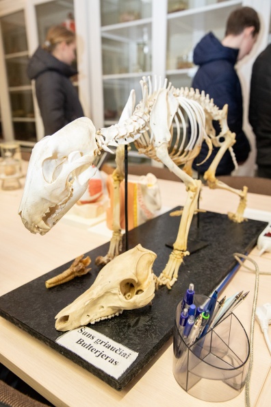 IMG 2122